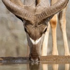 NYALA.  male   drinking.JPG