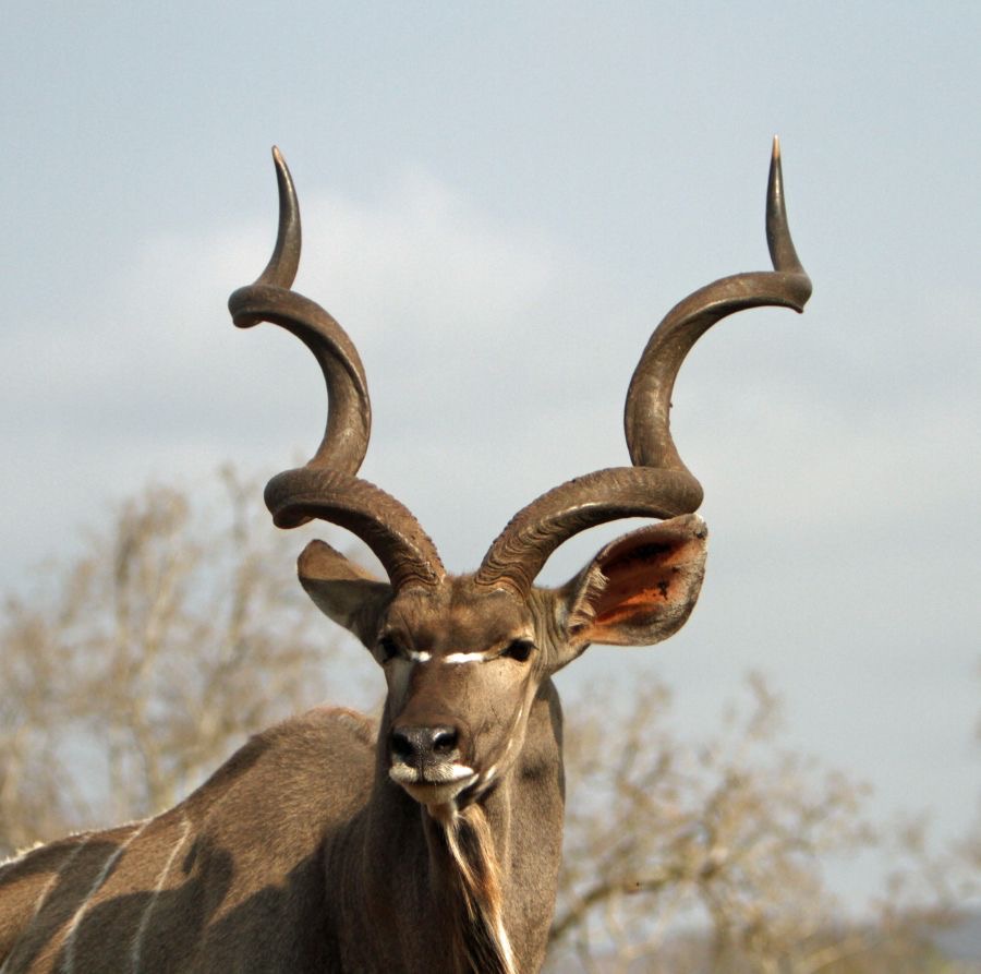 NYALA.  male with fine horns.JPG