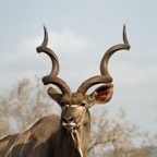 NYALA.  male with fine horns.JPG