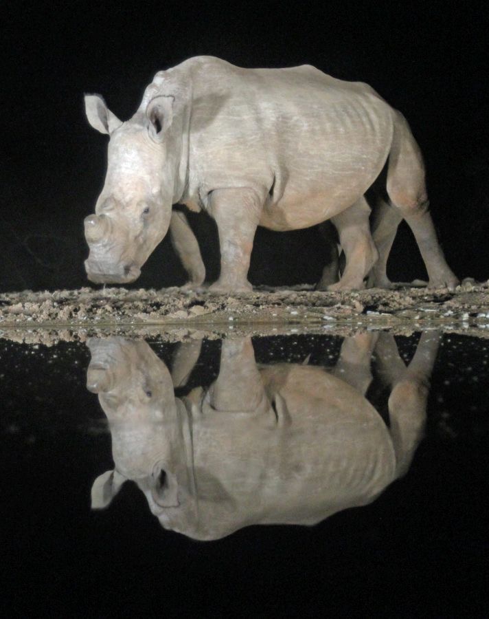 RHINO.  reflection at night..JPG