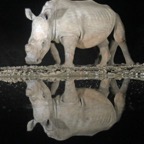 RHINO.  reflection at night..JPG