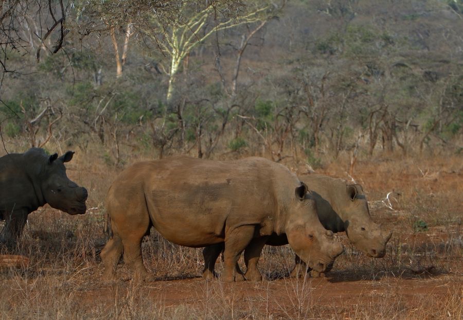 RHINOS                in the bush.          light & shade.JPG