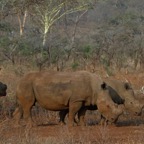 RHINOS                in the bush.          light & shade.JPG