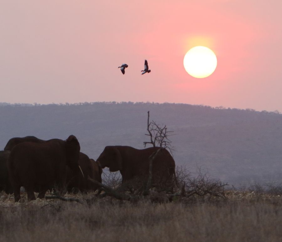 SUNSET.          with Elephants & Egyptian Geese.JPG