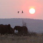 SUNSET.          with Elephants & Egyptian Geese.JPG