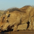 WARTHOG        at drinking pool..jpg