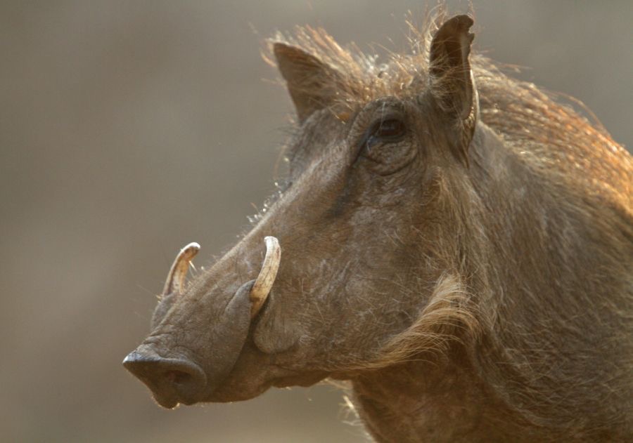 WARTHOG   headshot at sunrise.JPG