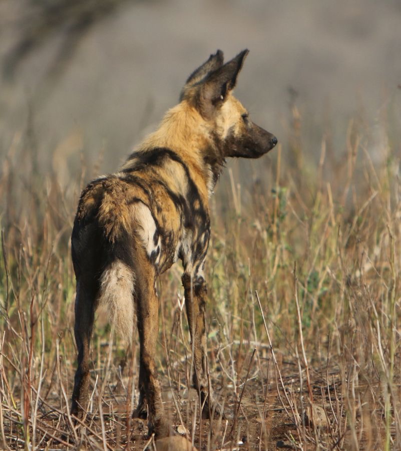 WILD_DOG.    searching.JPG