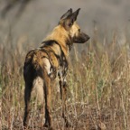 WILD_DOG.    searching.JPG