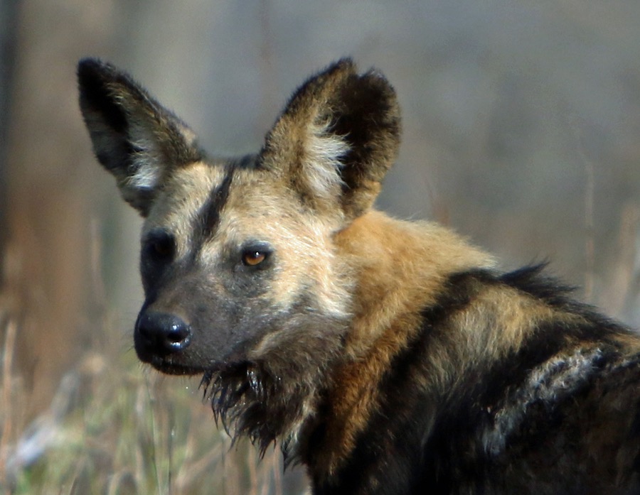 WILD_DOG.   agitated.jpg