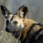 WILD_DOG.   agitated.jpg