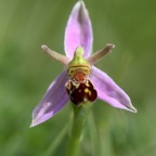 BEE            ORCHID WHARRAM QUARRY..jpg