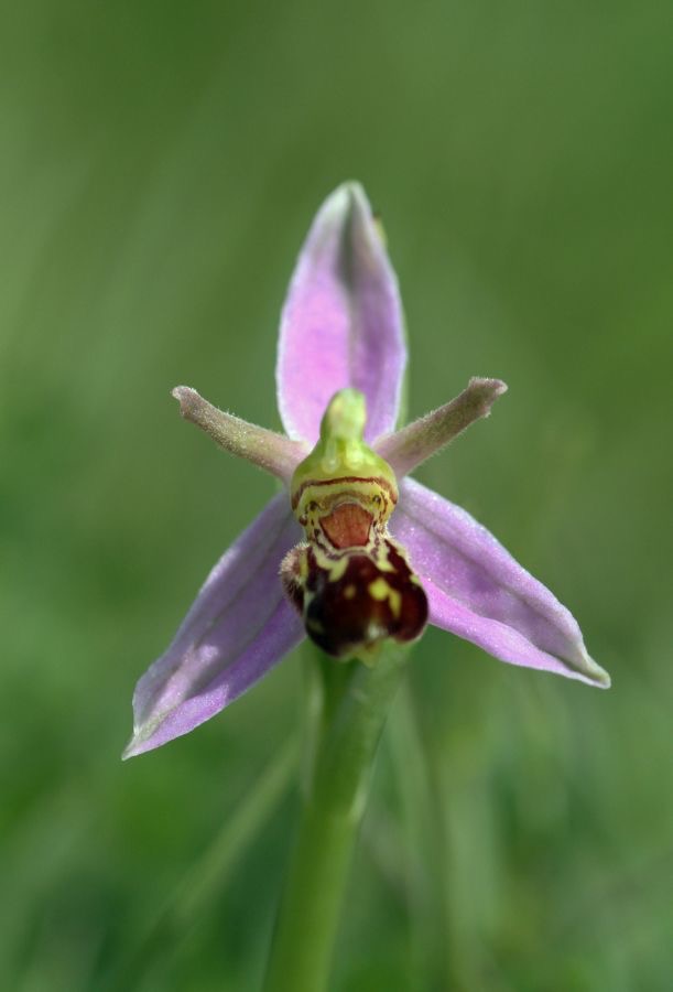 BEE ORCHID.  WHARRAM QUARRY...jpg