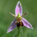 BEE ORCHID.  WHARRAM QUARRY...jpg