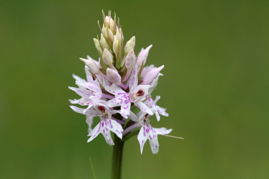 COMMON SPOTTED  ORCHID. WHARRAM  Q..jpg