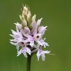 COMMON SPOTTED  ORCHID. WHARRAM  Q..jpg