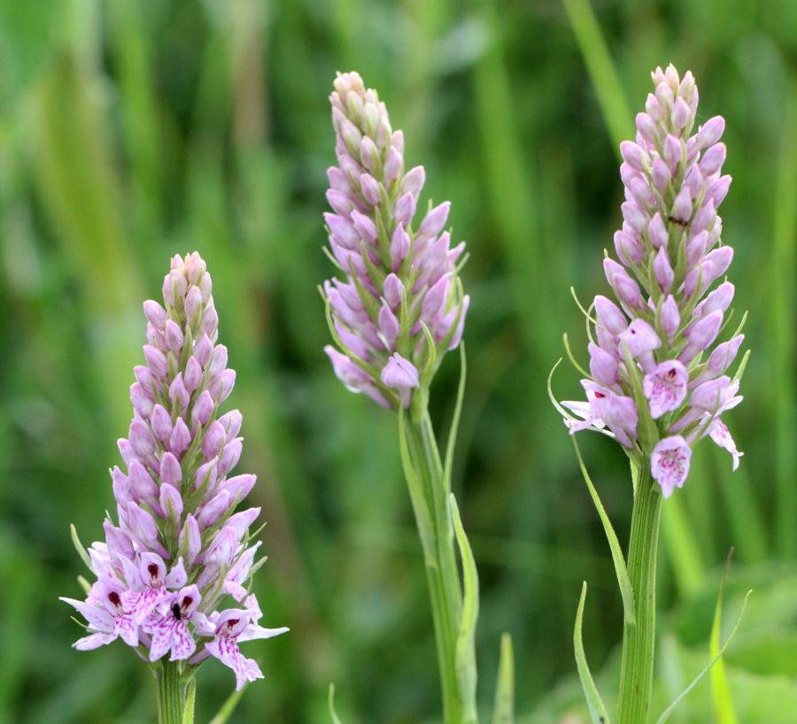 COMMON SPOTTED ORCHIDS.  WHARRAM Q..jpg