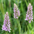 COMMON SPOTTED ORCHIDS.  WHARRAM Q..jpg