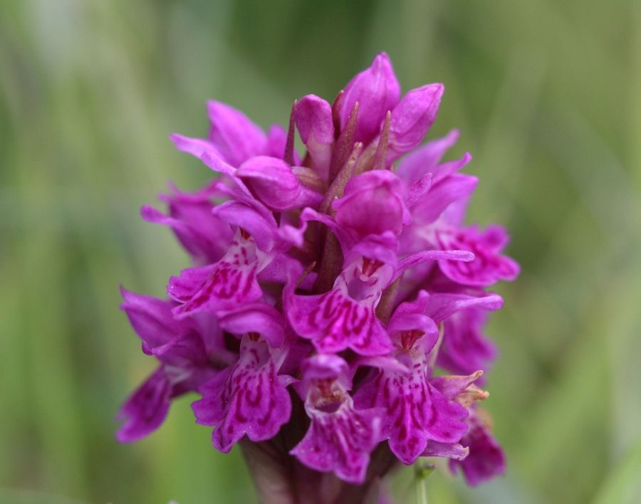 PYRAMIDAL  ORCHID. WHARRAM Q..jpg