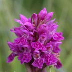 PYRAMIDAL  ORCHID. WHARRAM Q..jpg