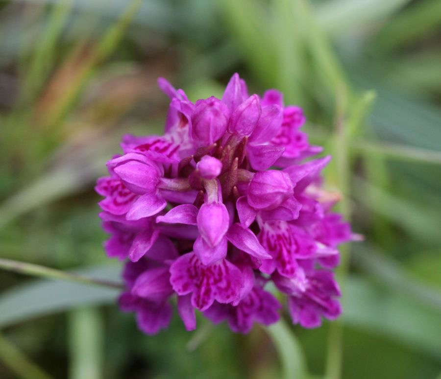 PYRAMIDAL ORCHID  WHARRAM  Q..jpg