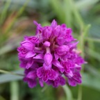 PYRAMIDAL ORCHID  WHARRAM  Q..jpg