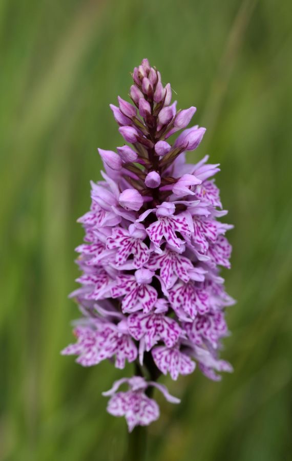 SPOTTED  ORCHID.  STAVELEY.jpg