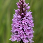 SPOTTED  ORCHID.  STAVELEY.jpg