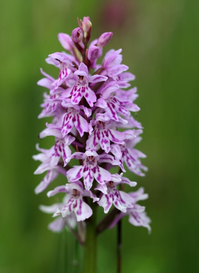 SPOTTED. ORCHID... STAVELEY..jpg