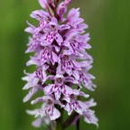 SPOTTED. ORCHID... STAVELEY..jpg