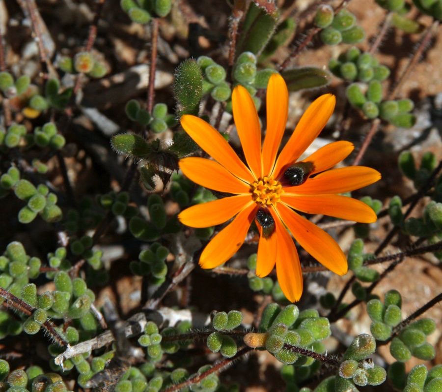 BEETLE  DAISY  Namaqualand  N.Cape..jpg