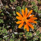 BEETLE  DAISY  Namaqualand  N.Cape..jpg
