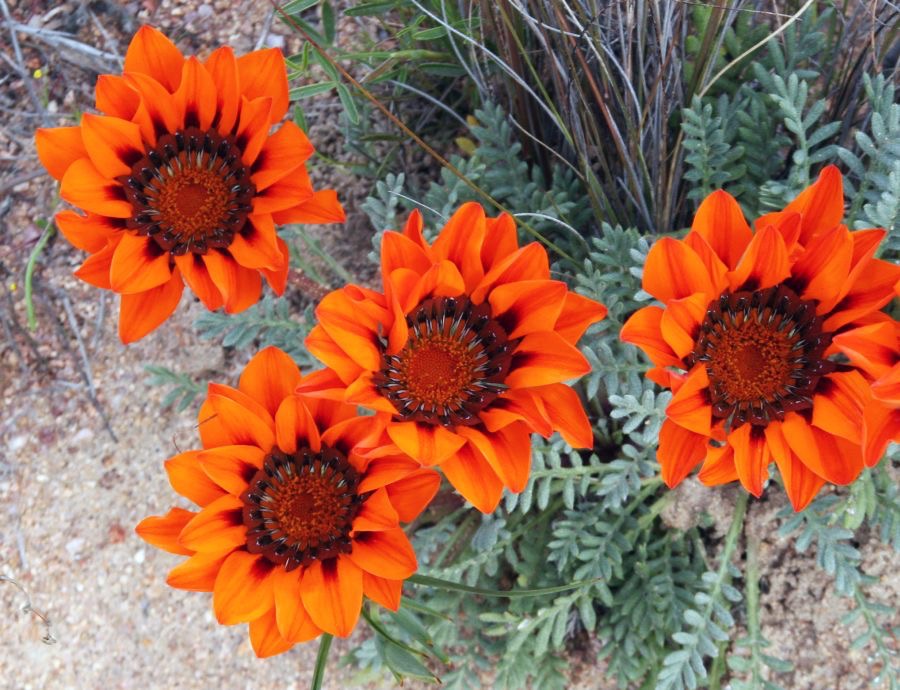 BITTER MARIGOLD  Namaqualand.  N.cape..jpg