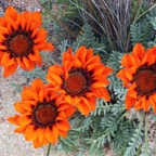 BITTER MARIGOLD  Namaqualand.  N.cape..jpg
