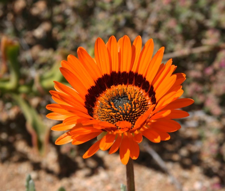 BOTTER-    GOUSBLOM.  NAmaqualand.  N.Cape..jpg