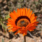 BOTTER-    GOUSBLOM.  NAmaqualand.  N.Cape..jpg