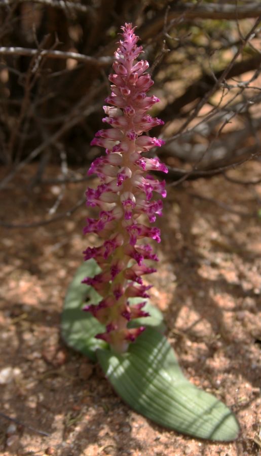 EULOPHIA ORCHID.   Kamieskroon.  N.Cape..jpg