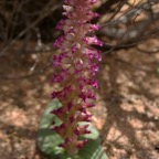 EULOPHIA ORCHID.   Kamieskroon.  N.Cape..jpg