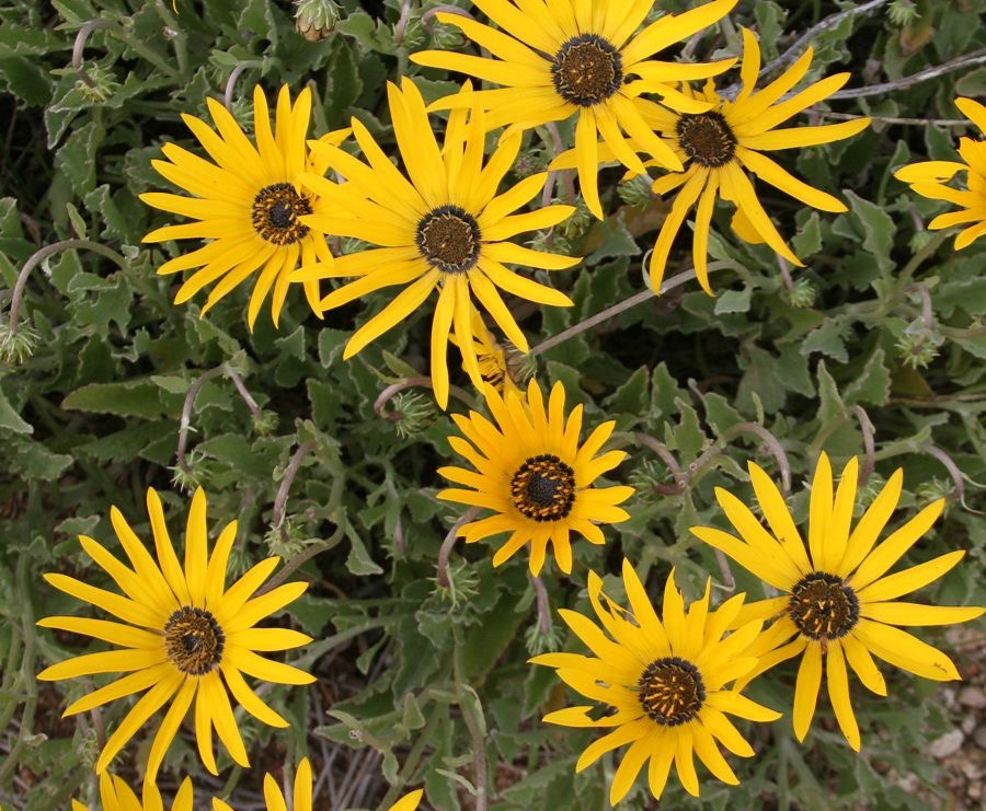 KAROO BIETOU.  Namaqualand N.Cape..jpg