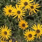 KAROO BIETOU.  Namaqualand N.Cape..jpg