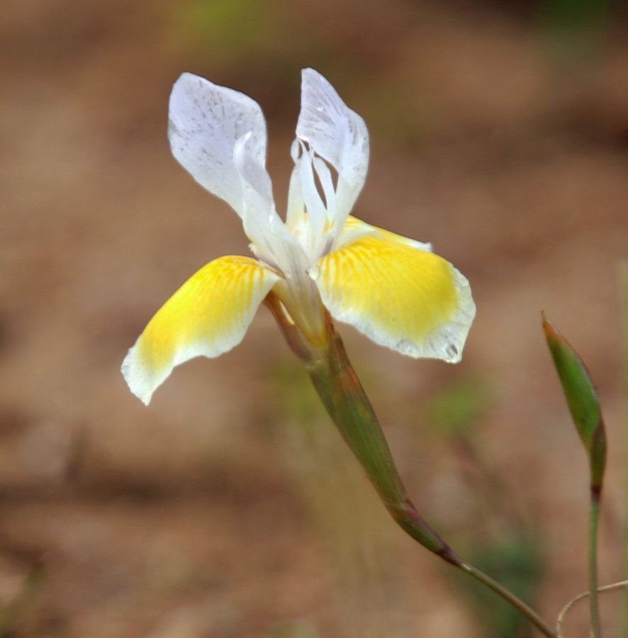 LARGE WHITE IRIS .Kamieskroon.  N.Cape..jpg