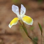 LARGE WHITE IRIS .Kamieskroon.  N.Cape..jpg