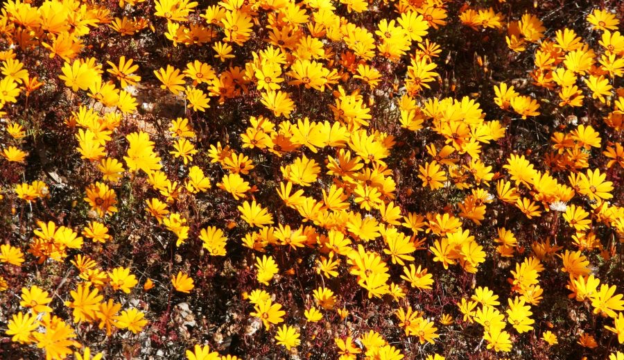 MOUNTAIN MARIGOLDS  Namaqualand.     N.Cape..jpg
