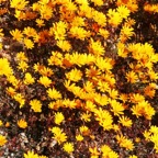 MOUNTAIN MARIGOLDS  Namaqualand.     N.Cape..jpg