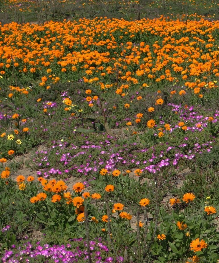 NAMAQUALAND DAISIES  & PURPLE SENECIO  N.Cape..jpg