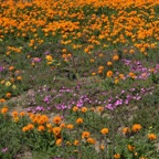 NAMAQUALAND DAISIES  & PURPLE SENECIO  N.Cape..jpg