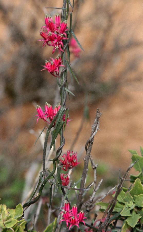 PINK KANNETJIES. Namaqualand.  N.Cape..jpg