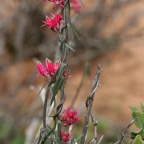 PINK KANNETJIES. Namaqualand.  N.Cape..jpg