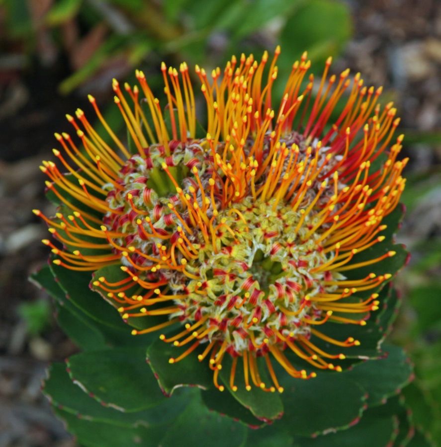 PROTEA   Kirstenbosch W.Cape..jpg