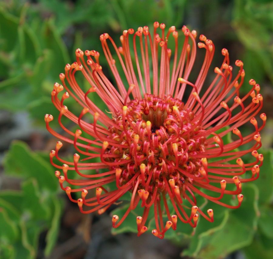 PROTEA.  Kirstenbosch.   W.Cape..jpg